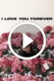 I Love You Forever (2025)