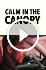 Calm in the Canopy (2024)