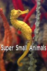 Super Small Animals 2017 Subtitle Indonesia