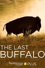 The Last Buffalo 2017 Subtitle Indonesia