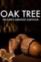 Oak Tree Nature s Greatest Survivor 2015 Subtitle Indonesia